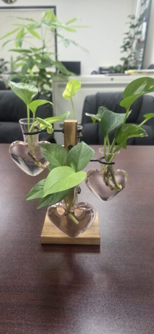 Plant Terrarium Propagation Stations with Wooden Stand