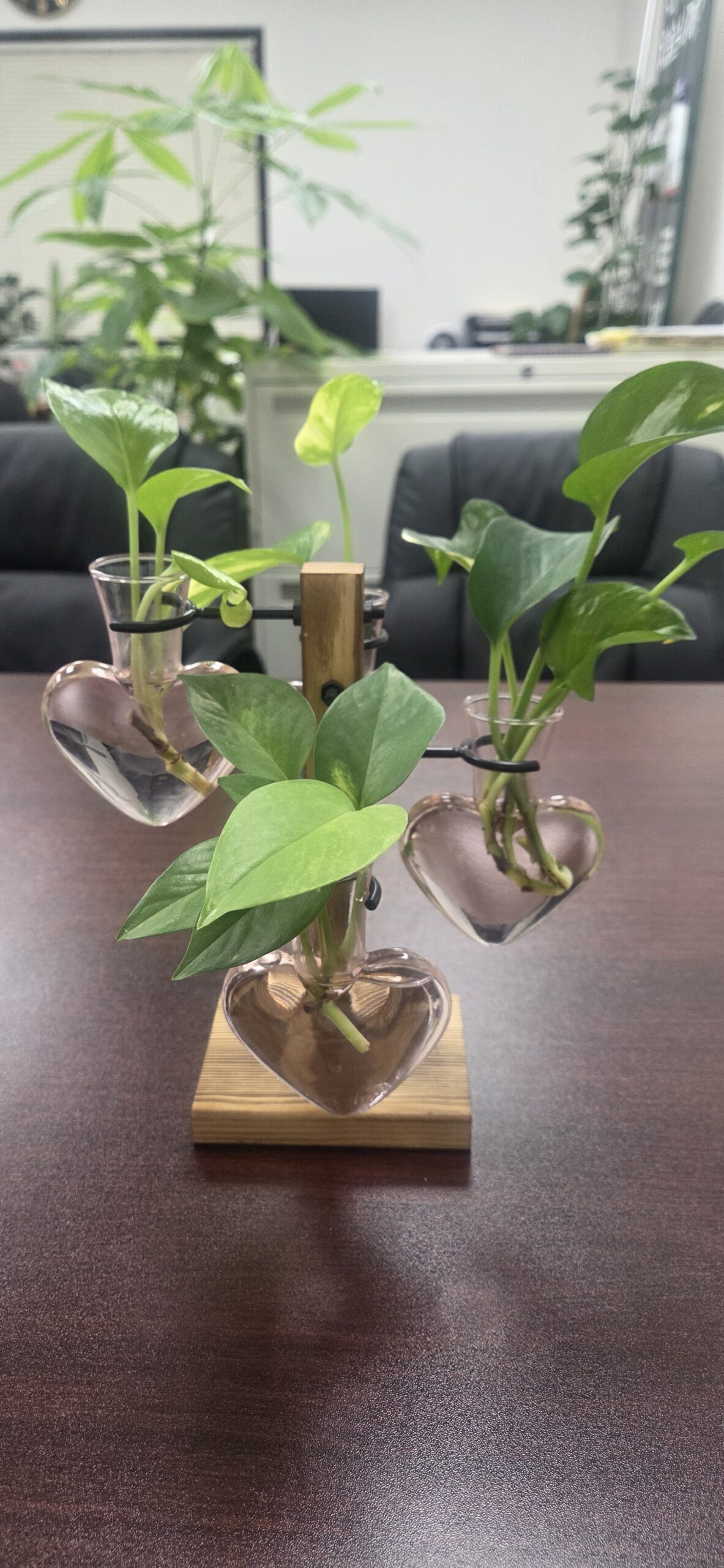 Plant Terrarium Propagation Stations with Wooden Stand